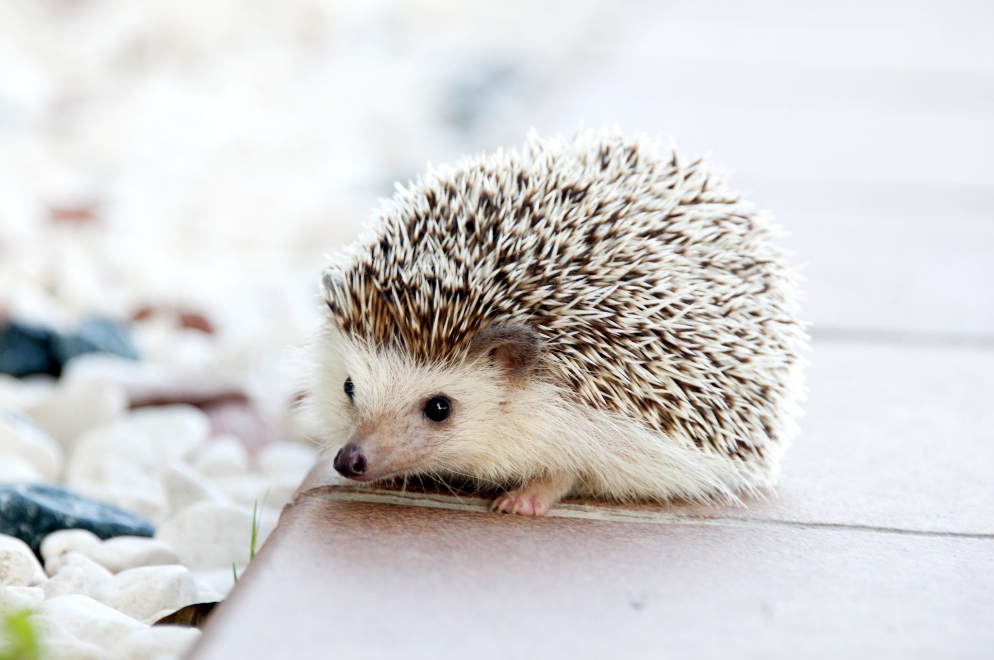Why Characters Are Like Hedgehogs