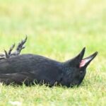 Profile picture of Loopy