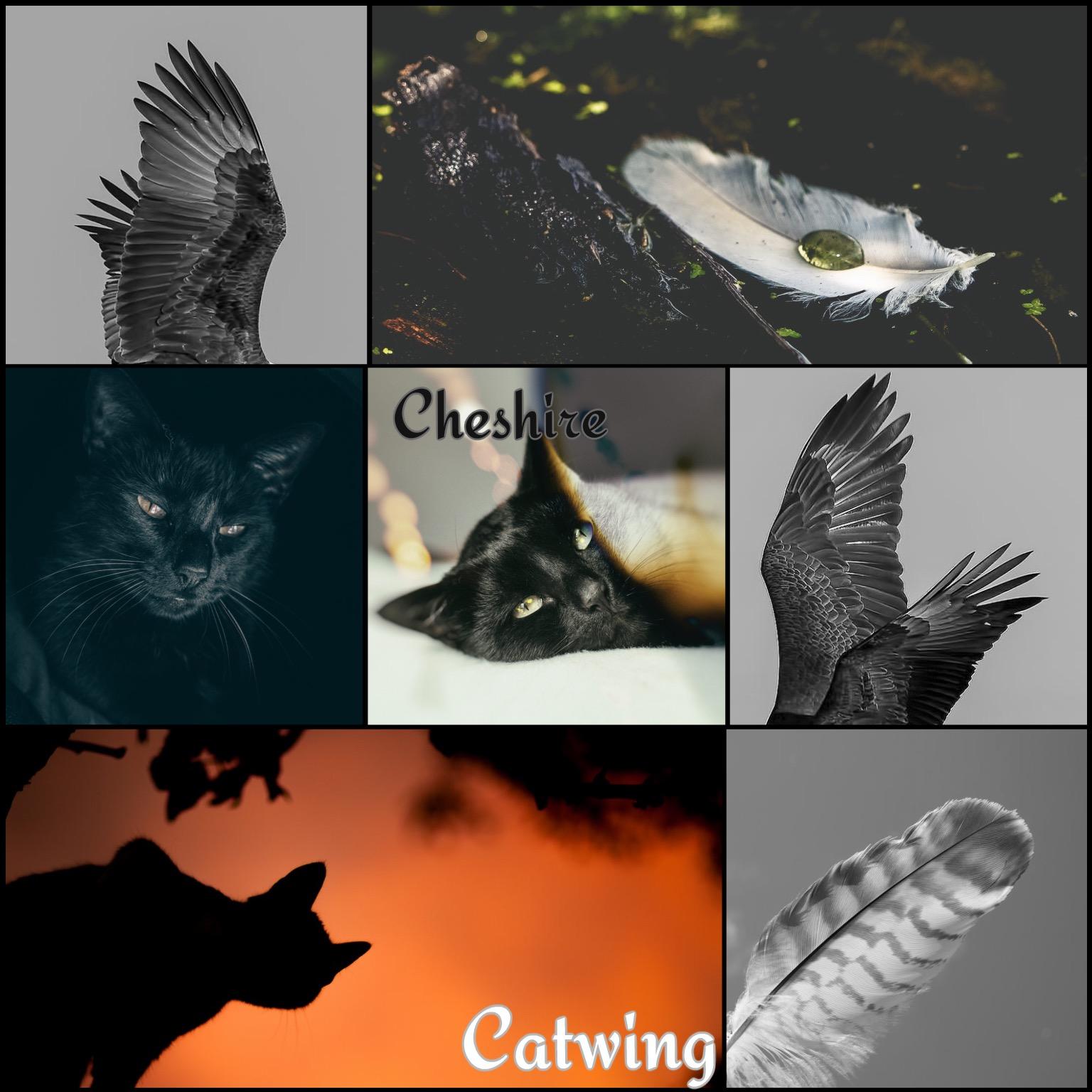 Catwing collage